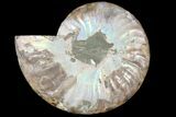 Agatized Ammonite Fossil (Half) - Madagascar #79719-1